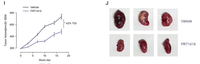 MCL1抑制剂在多种实体瘤和血液肿瘤模型中显示抗肿瘤效果，本研究中药效实验通过不朽情缘mg官网进行
