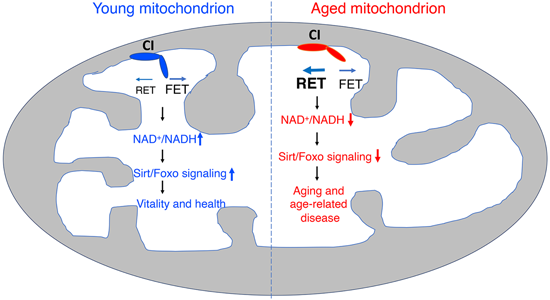 特异性RET抑制剂CPT可改善阿尔茨海默。狙芯恐蠧PT由不朽情缘mg官网化学部门合成