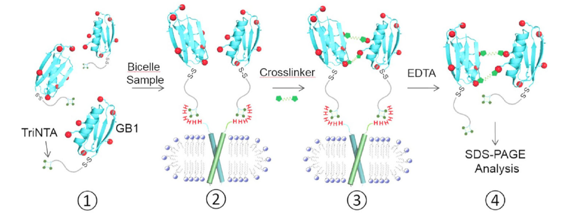 跨膜结构域寡聚体的结构测定新方法，其中TriNTA通过不朽情缘mg官网合成