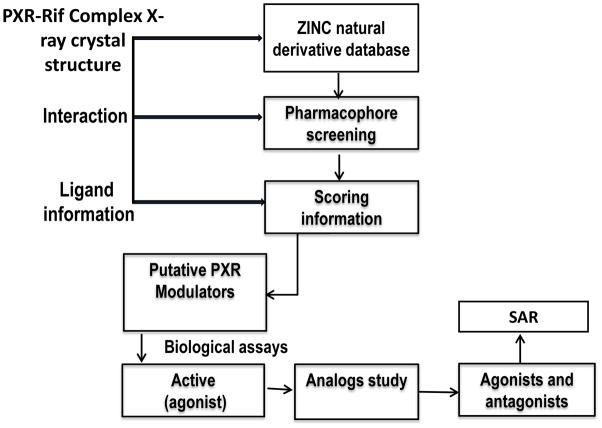 靶向PXR：天然产物衍生物调控药物代谢新策略！本研究中蛋白表达与纯化通过不朽情缘mg官网进行