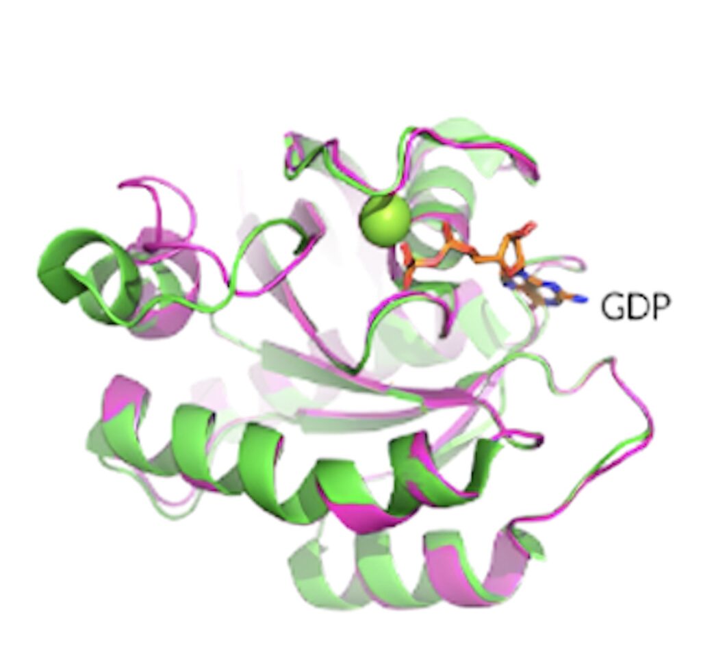 KRAS G12D晶体结构揭示了蛋白质的构象和 GDP 结合状态。.jpeg